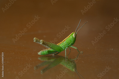 Green grasshopper or meadow katydid (posibbly conocephalus) isolated over a brown background