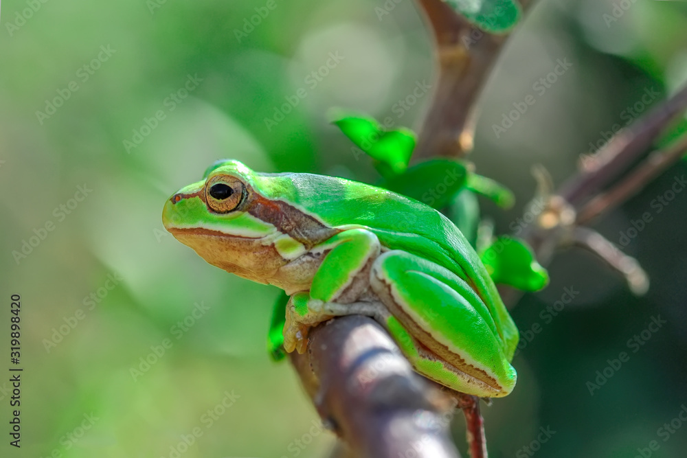 Beautiful Europaean Tree frog Hyla arborea Beautiful Europaean Tree frog Hyla arborea