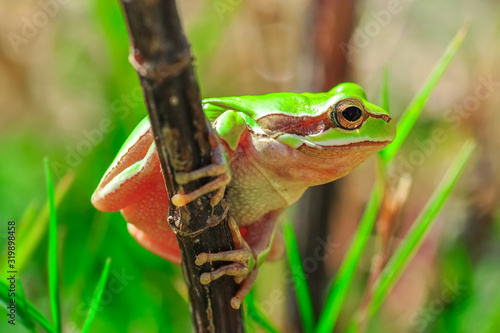 Beautiful Europaean Tree frog Hyla arborea  photo