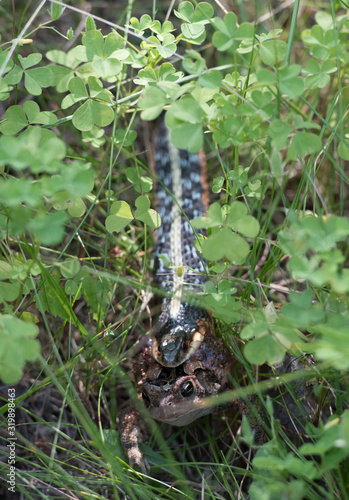 Frog in Snakes Mouth photo