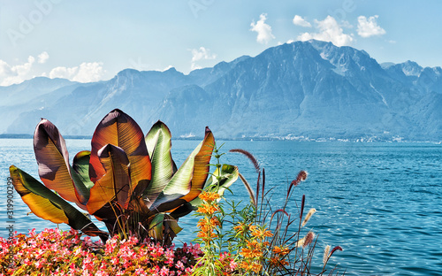 Flowers blooming at the embankment of Geneva Lake in Montreux, Vaud canton, Switzerland