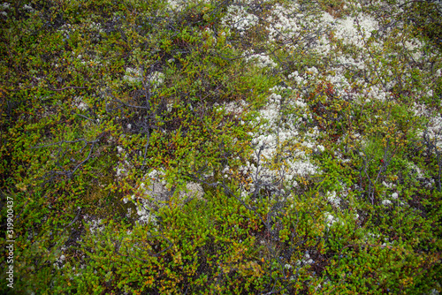 Green moss and lichens