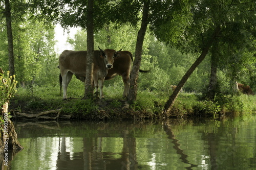 Vache maraîchine Marais Poitevin photo