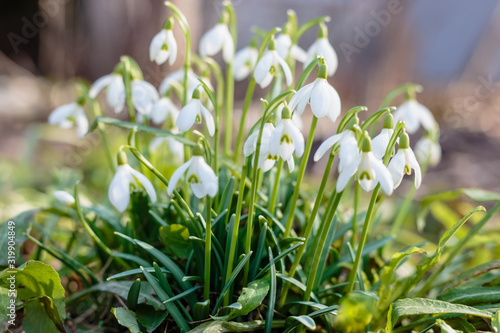 Blossoming snowdrops in the forest