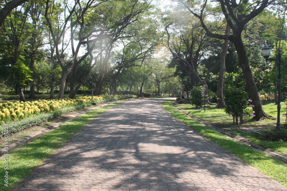 Fototapeta premium Young trees are growing in the park