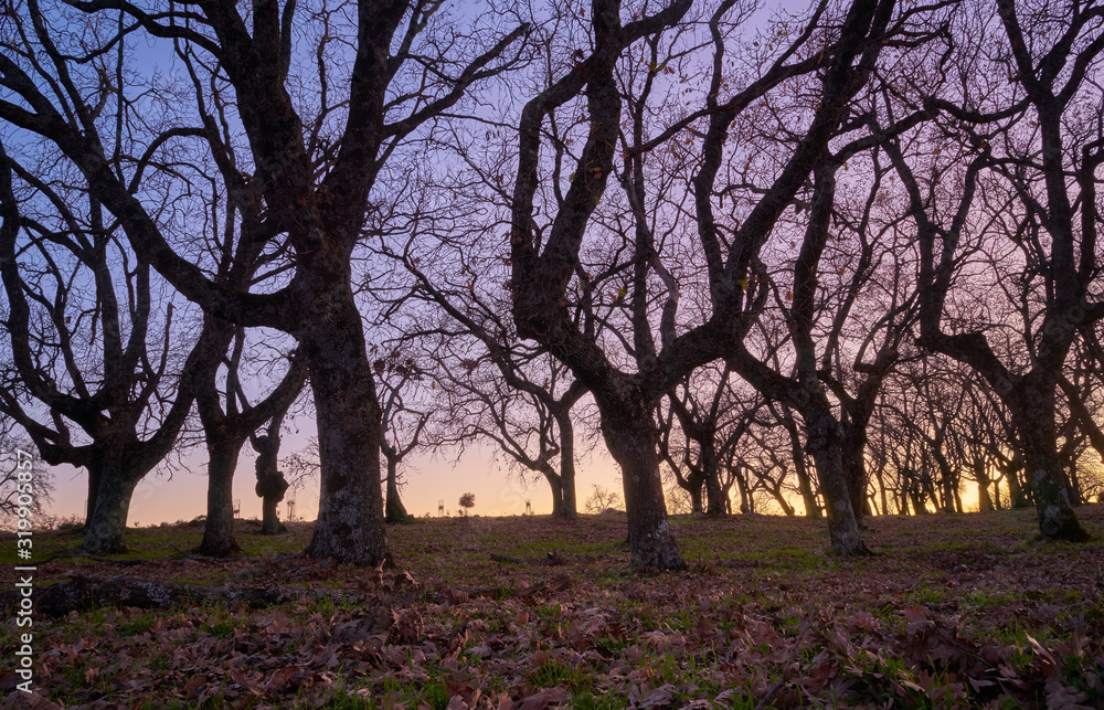 Fototapeta premium Landscape with trees at sunset