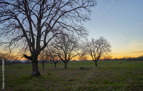 Cows in the oak field at sunset