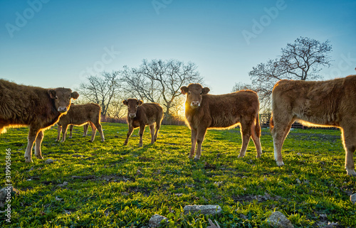 Young calves in the field at sunset © Nedrofly