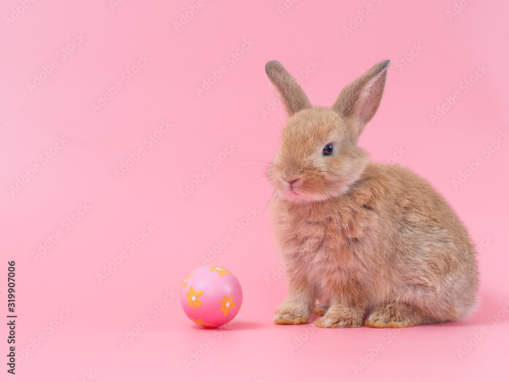 Red-brown cute baby rabbit sitting with easter egg on pink background. Lovely young rabbit.