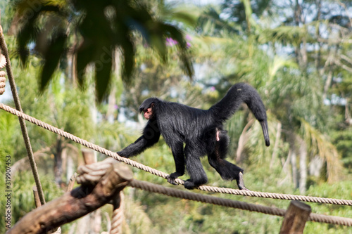 Macaquices de Macaco photo