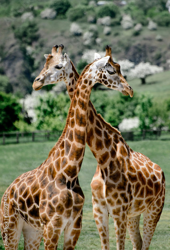 two giraffes in the zoo with crossed necks