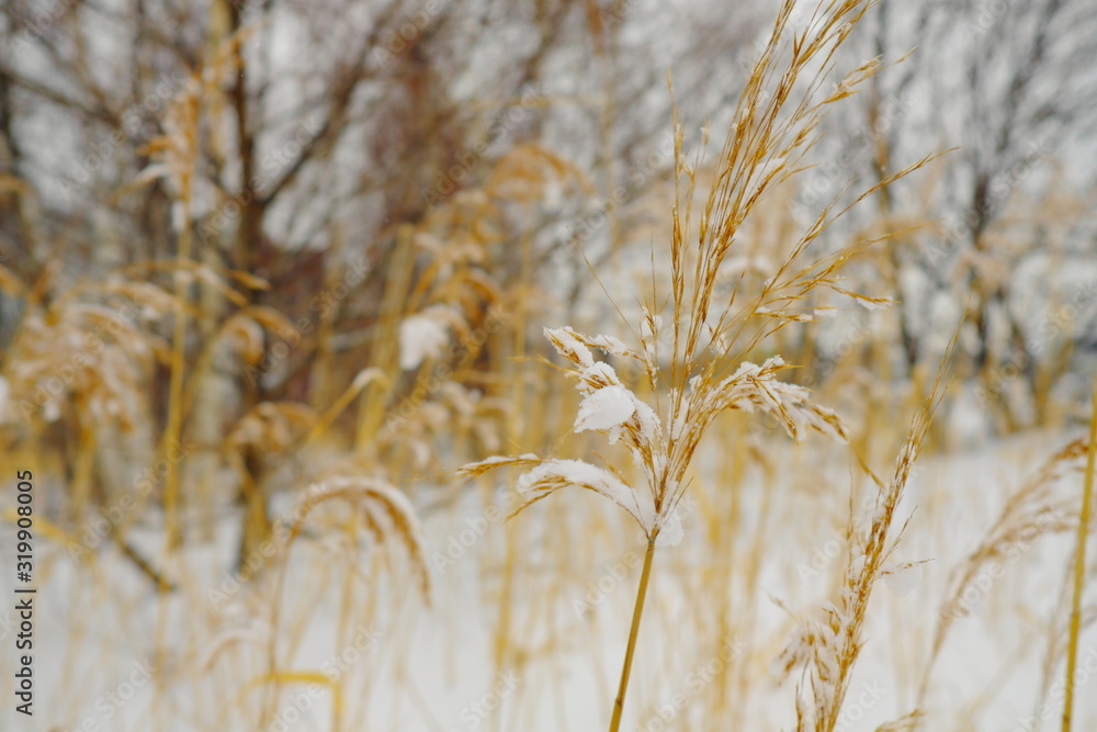 Fototapeta premium 雪の積もった植物