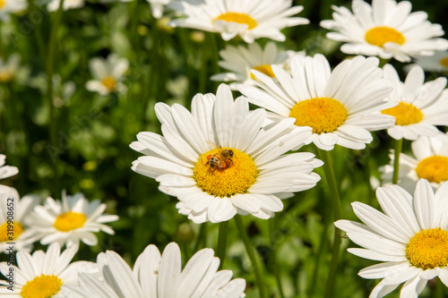 Honey Bee Perched on White Daisy Flower