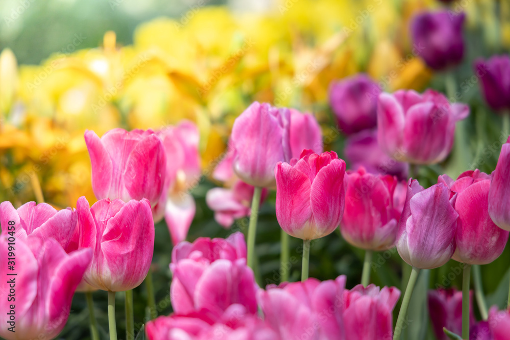 Fototapeta premium Beautiful bouquet of tulips. colorful tulips. nature background