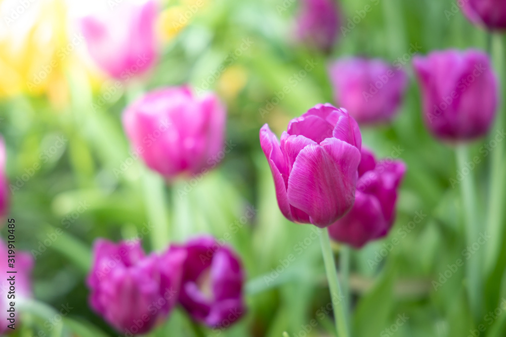 Beautiful bouquet of tulips. colorful tulips. nature background Beautiful bouquet of tulips. colorful tulips. nature background