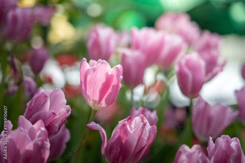 Beautiful bouquet of tulips. colorful tulips. nature background Beautiful bouquet of tulips. colorful tulips. nature background