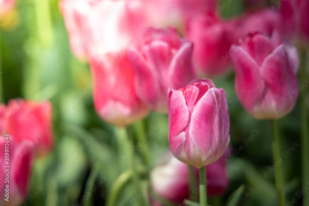 Beautiful bouquet of tulips. colorful tulips. nature background Beautiful bouquet of tulips. colorful tulips. nature background