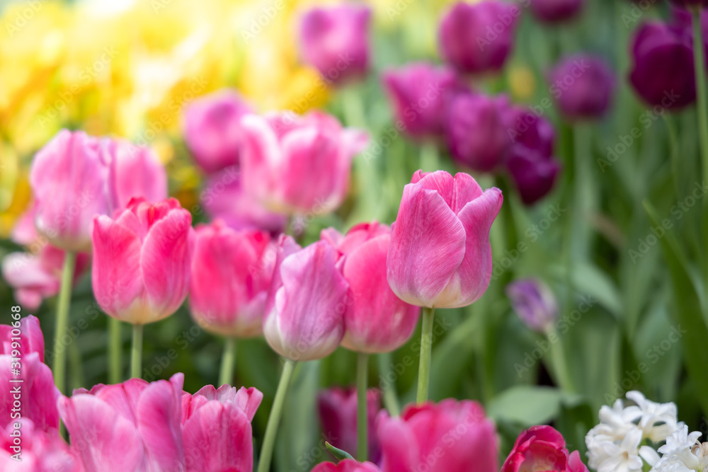 Beautiful bouquet of tulips. colorful tulips. nature background Beautiful bouquet of tulips. colorful tulips. nature background