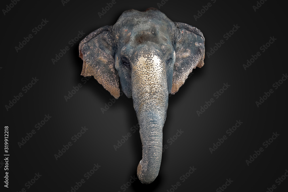 tv Verlammen Koning Lear de olifant hoofd geïsoleerd op dark #319912218 - Olifanten - Hout