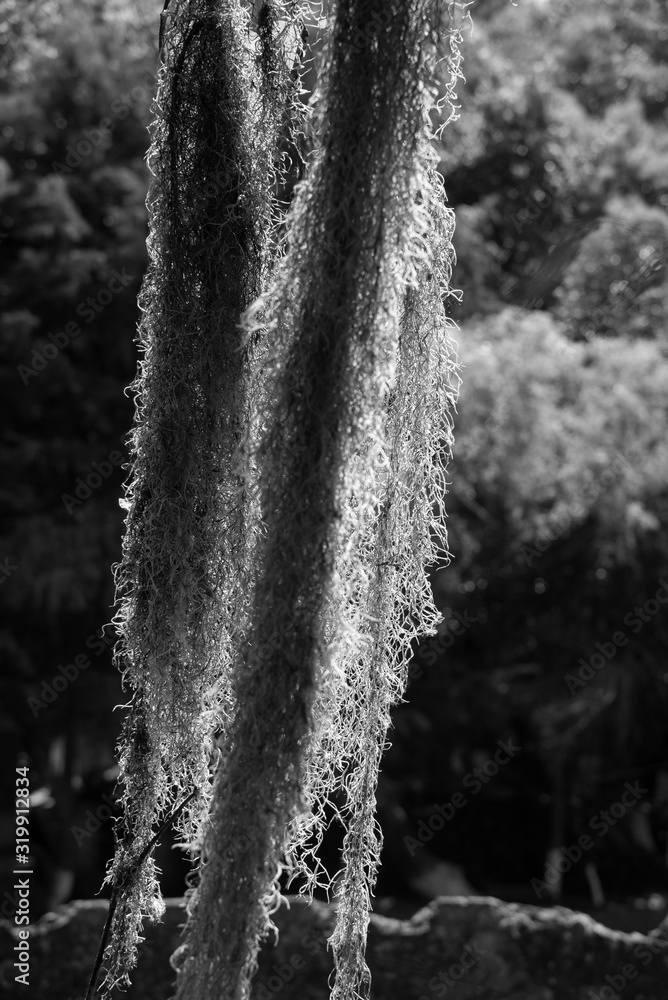 hay hanging on a branch hay hanging on a branch