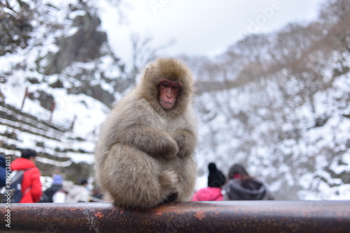 長野県　地獄谷野猿公苑の日本猿