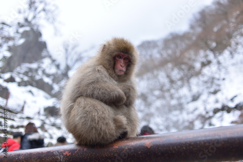 長野県　地獄谷野猿公苑の日本猿