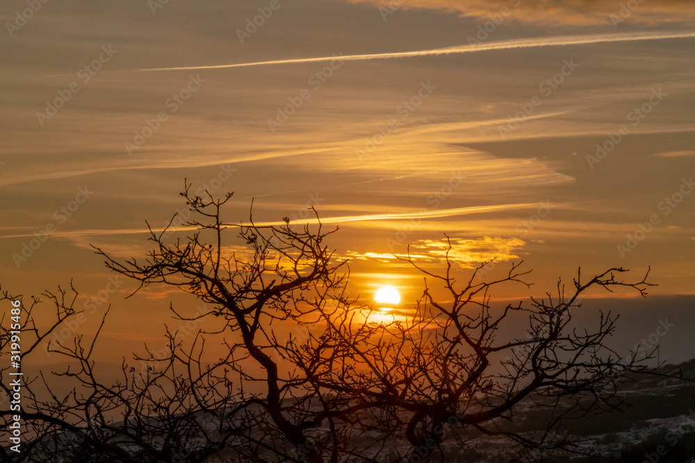 Eerie trees with leafless branches against golden sun and cloudy sky at sunset Eerie trees with leafless branches against golden sun and cloudy sky at sunset