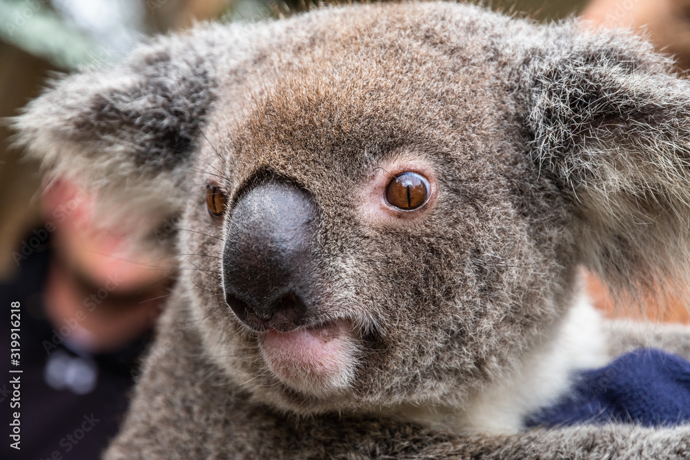 Obraz premium Close up of an Australian koala, Phascolarctos cinereus