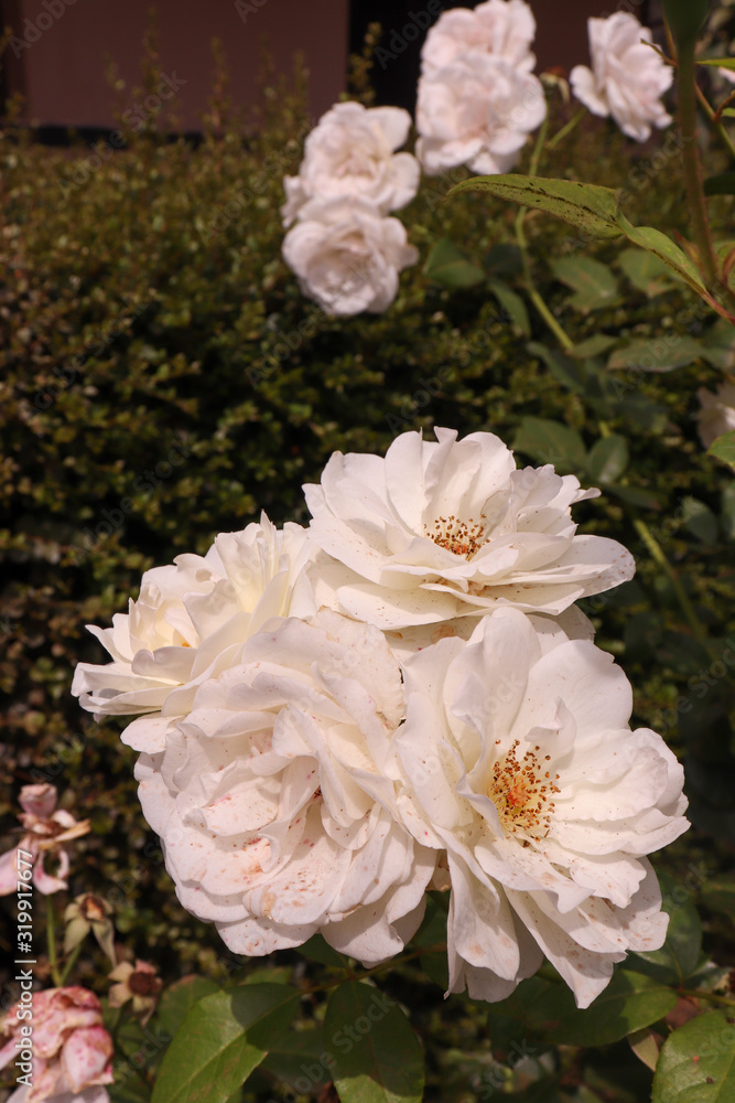 flowers in the garden flowers in the garden