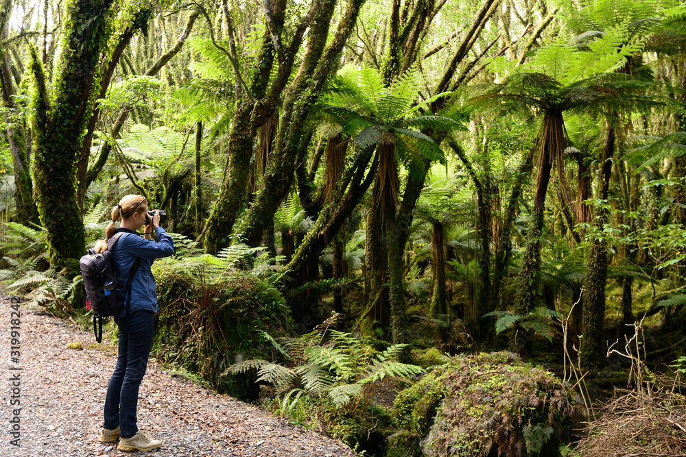 Treking for the incredible jurassic forest in New Zealand on the path up to the Fox glacier, on the west coast of the South island, New Zealand Treking for the incredible jurassic forest in New Zealand on the path up to the Fox glacier, on the west coast of the South island, New Zealand