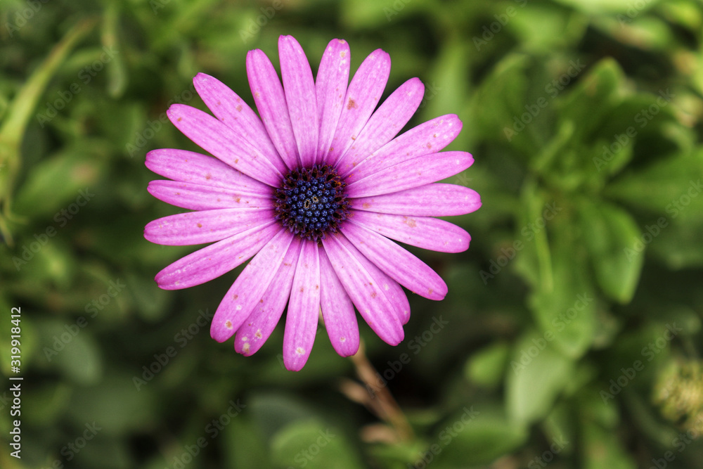 Fototapeta premium Daisy flower nature 