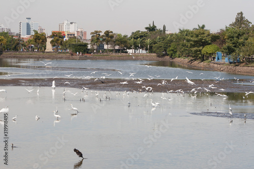 Banquete dos pássaros na seca do lago photo