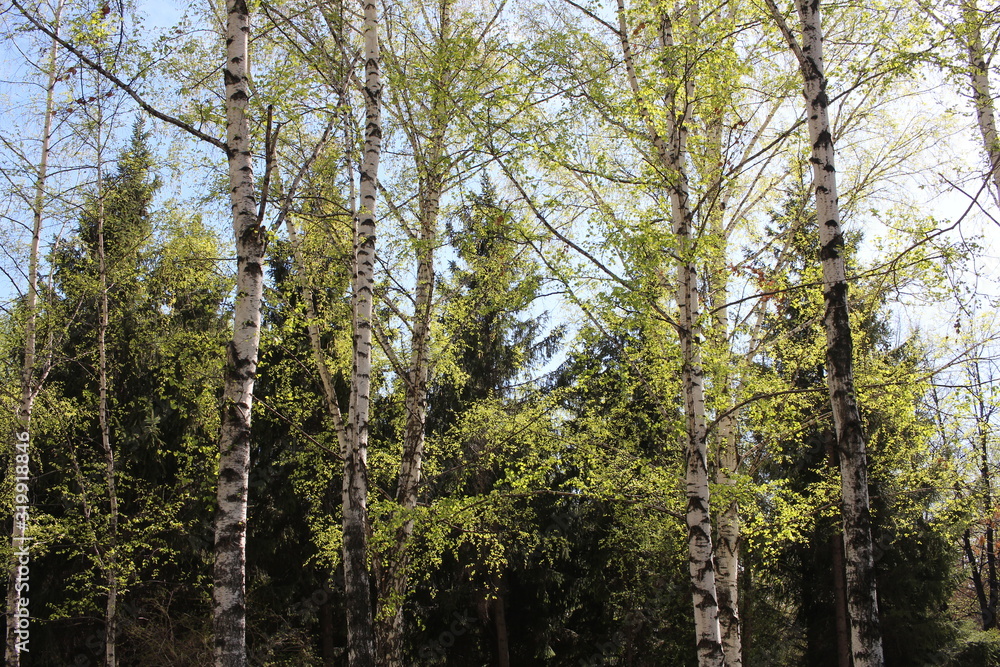 bright green fresh leaves on the trees in the spring in the forest bloomed bright green fresh leaves on the trees in the spring in the forest bloomed