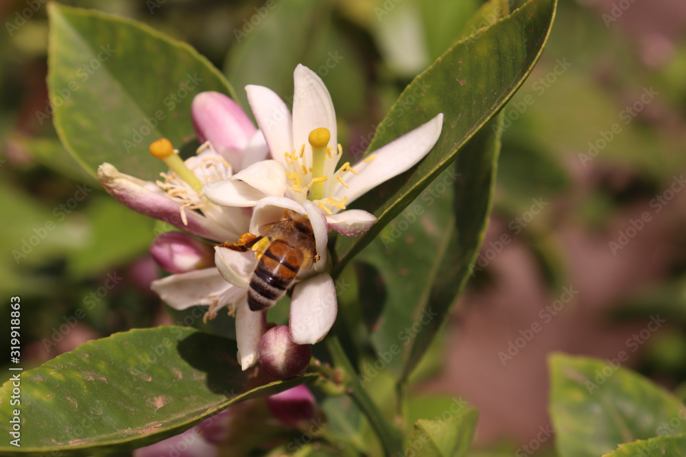 bee on flower