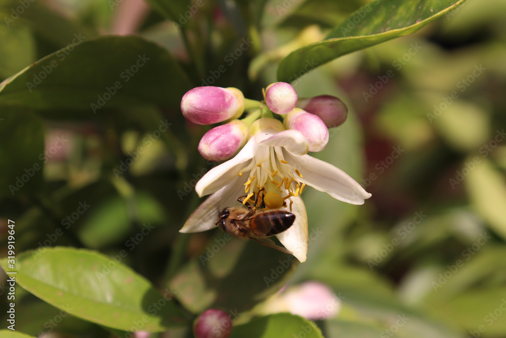 Obraz premium bee on flower