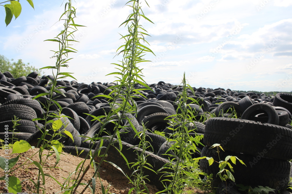 Obraz premium old unnecessary rubber tires from the wheels are disposed of a huge pile in a landfill pollutes nature with waste a danger to the environment