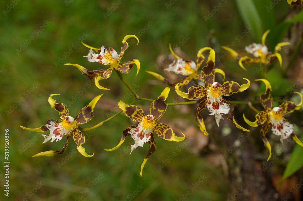 Orchids in Bomboli Cloud Forest in Ecuador Orchids in Bomboli Cloud Forest in Ecuador