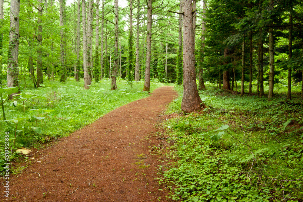 Obraz premium ウッドチップを敷き詰めた森の中の遊歩道安らぐ
