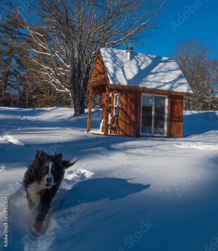 Bernese Mountain Dog Running in Snow photo