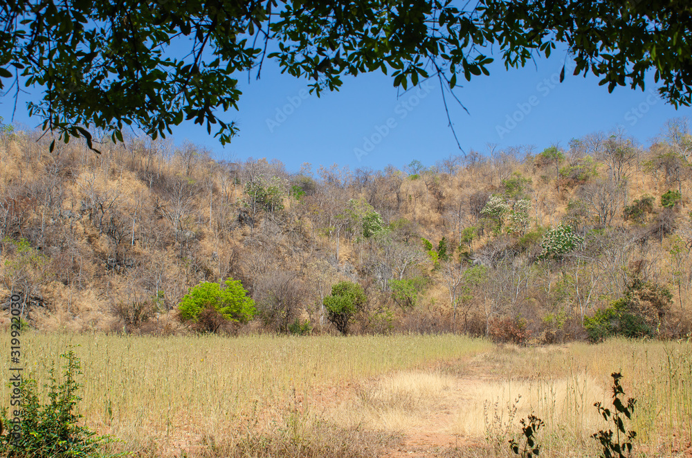 Obraz premium Dry tree and yellow grass on Khao Cha-ngum, Photharam, Ratchaburi, Thailand