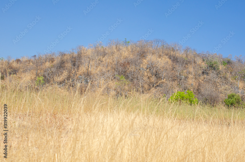 Dry tree and yellow grass on Khao Cha-ngum, Photharam, Ratchaburi, Thailand Dry tree and yellow grass on Khao Cha-ngum, Photharam, Ratchaburi, Thailand