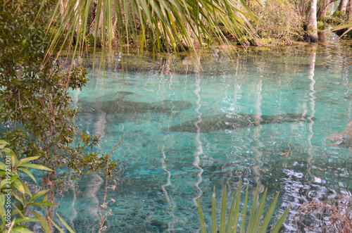 Fototapeta Naklejka Na Ścianę i Meble -  manatees in clear blue Florida spring