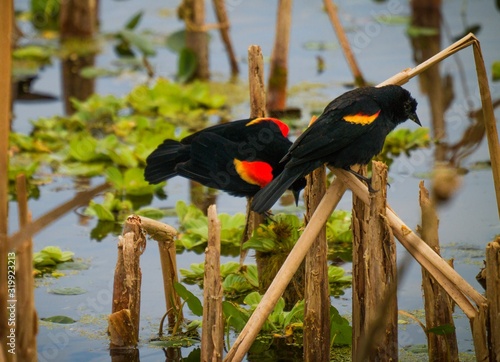 This image shows two wild male Agelaius Phoeniceus red-winged blackbirds perching in swamp wetlands. photo