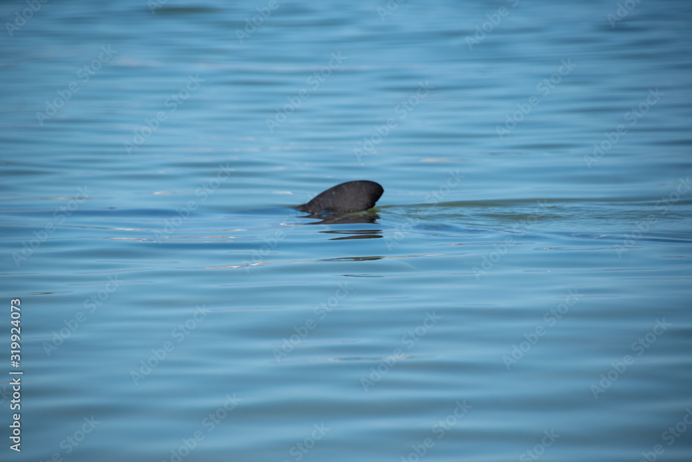 Fototapeta premium dolphin in water
