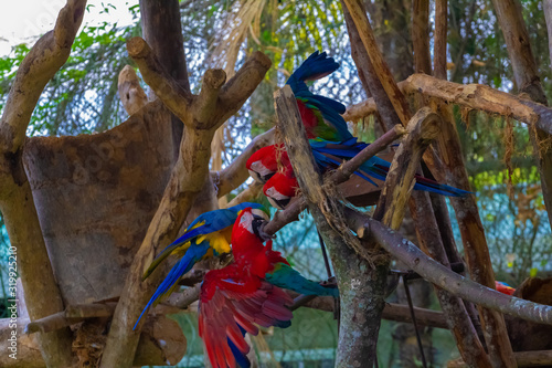 tucan ave exotica ranfástidos pico loro selva tropical colores 