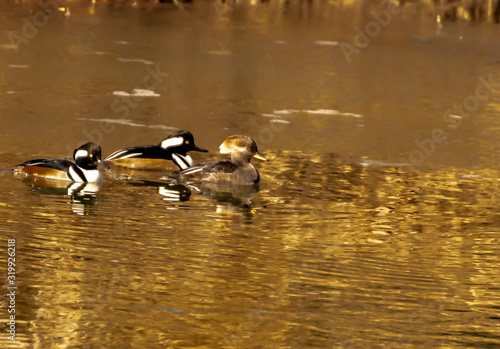 Hooded Merganser 2 males and a female,   late winter 