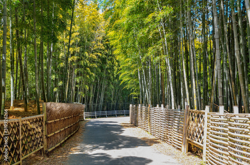 京都　竹の径