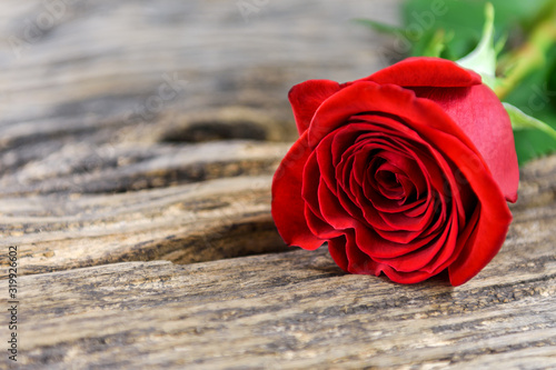 Red rose on a wooden background