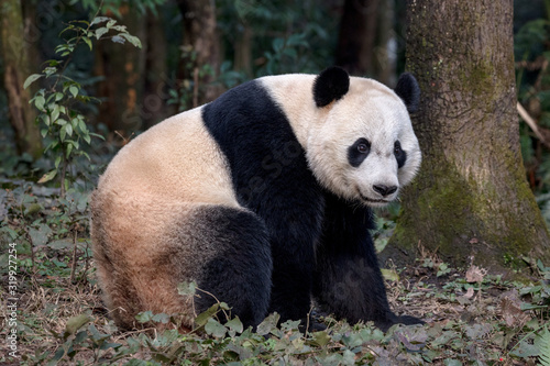 Panda Bear Sitting in the Forest of Bifengxia Panda Reserve in Ya'an Sichuan Province, China. Fluffy Panda "Bei Bei" sitting on the ground, looking at the viewer. Protected Species Animal Conservation © Cedar