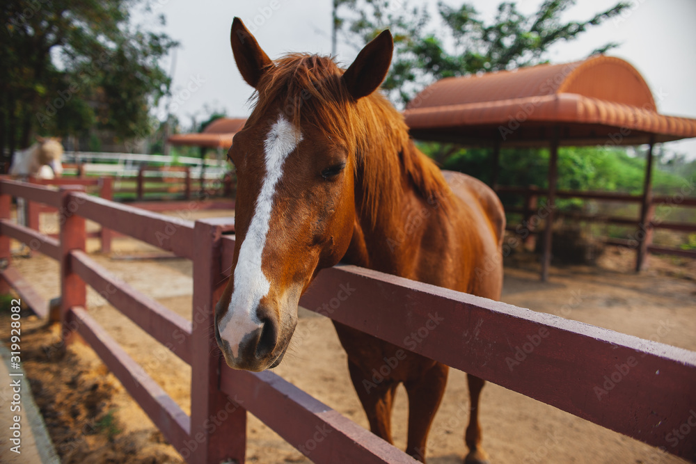 Young Horse's head close up, curious animal. Horse's head, funny horse. Brown horse close-up. Farm pets. Young Horse's head close up, curious animal. Horse's head, funny horse. Brown horse close-up. Farm pets.